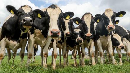 Kühe sorgen durch ihren hohen Ausstoß von Methangasen für die schlechte Ökobilanz der Milch.
