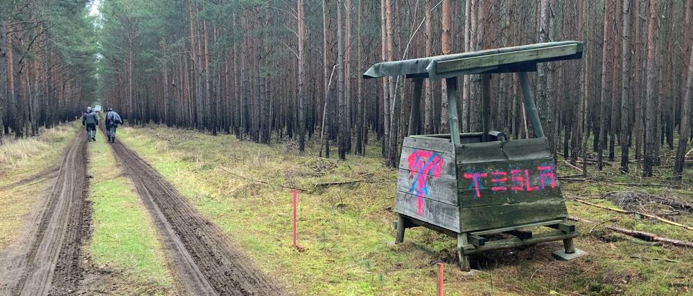 Das 300 Hektar große Waldstück in Grünheide. Hier soll bald die Tesla-Fabrik stehen.