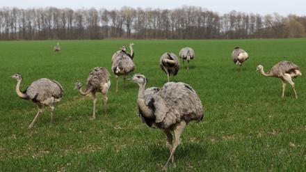 Nandus stehen in Mecklenburg-Vorpommern auf einem Feld.