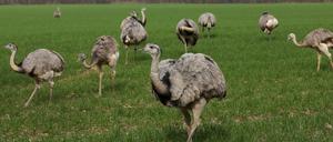 Nandus stehen in Mecklenburg-Vorpommern auf einem Feld.