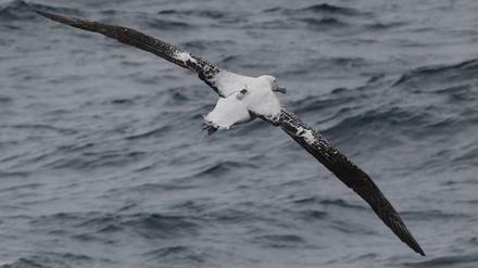 Auf seinem Rücken ausgetragen: Wanderalbatros mit Data-Logger.