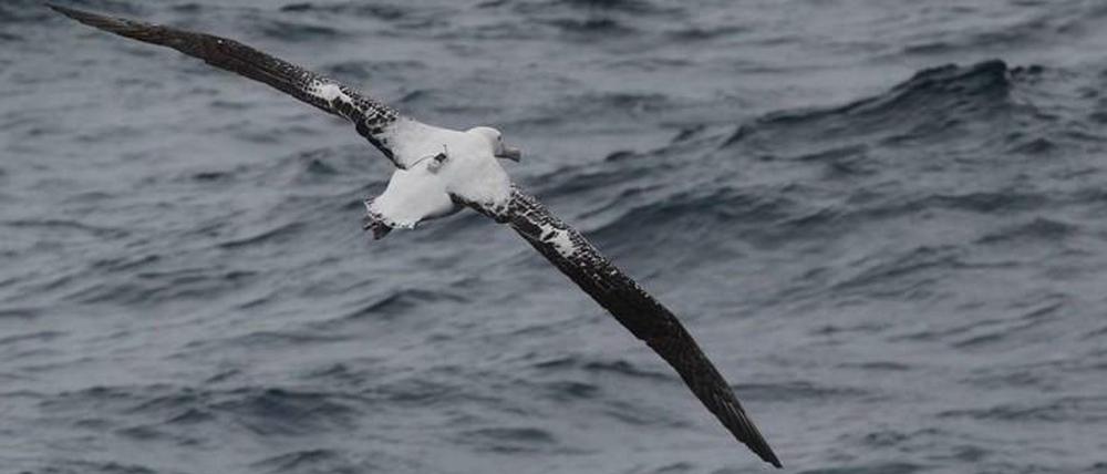 Auf seinem Rücken ausgetragen: Wanderalbatros mit Data-Logger.