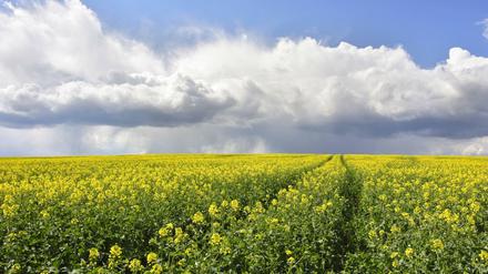 Rapsfeld in Sachsen. In Sachsen und Thüringen hat die BVVG nur noch wenige Flächen. 