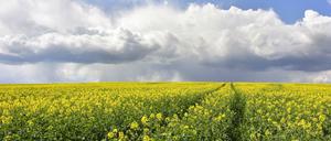 Rapsfeld in Sachsen. In Sachsen und Thüringen hat die BVVG nur noch wenige Flächen. 