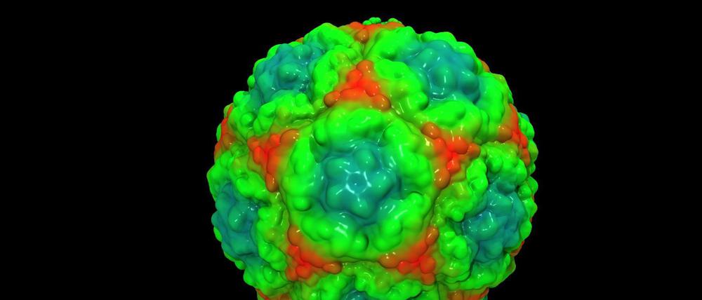 Erkältungsvirus (Rhinovirus).