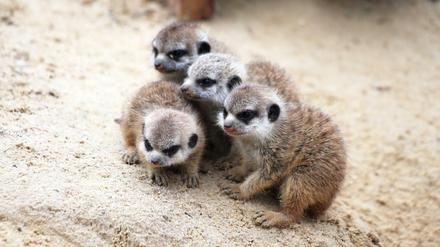 Buschiges Fell, schwarze Ohren: Die vier Erdmännchen-Jungtiere im Berliner Zoo.