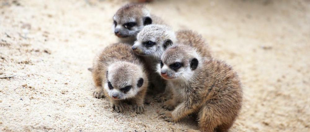 Buschiges Fell, schwarze Ohren: Die vier Erdmännchen-Jungtiere im Berliner Zoo.