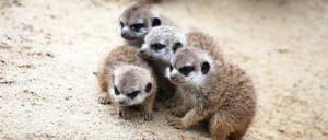Buschiges Fell, schwarze Ohren: Die vier Erdmännchen-Jungtiere im Berliner Zoo.