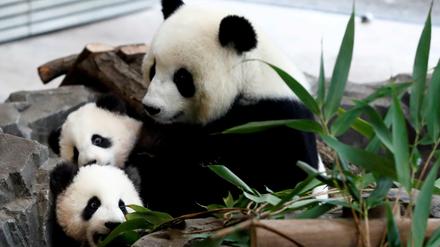 Der erste Besuchertag: Gemächlicher Auftakt für die Panda-Zwillinge im Berliner Zoo.