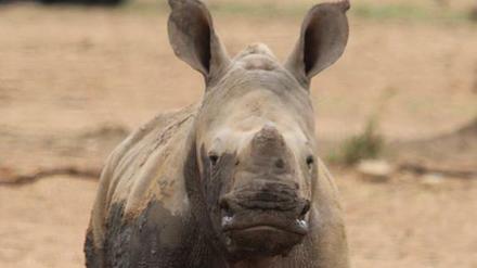 Nashorn-Kalb auf dem Gebiet einer privaten Nashornaufzucht in Südafrikas Nordwest-Provinz.