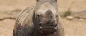 Nashorn-Kalb auf dem Gebiet einer privaten Nashornaufzucht in Südafrikas Nordwest-Provinz.