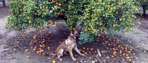 Candidatus Liberibacter asiaticus. So heißt nicht dieser Hund, sondern der Schädling, den er erschnüffeln kann.