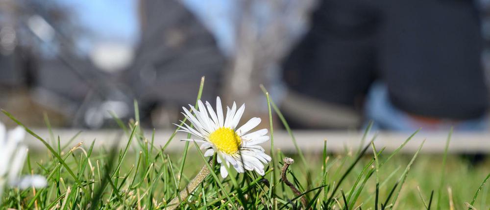 Gänseblümchen sprießen auf einer Wiese in Stuttgart. In der Landeshauptstadt war es am 15. Januar 2020 bis zu 13 Grad warm.