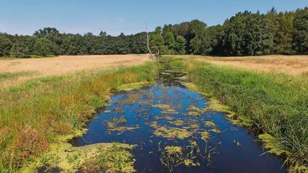 Natürlicher Klimaschutz. Moore speichern große Mengen Kohlendioxid. 