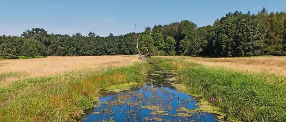 Natürlicher Klimaschutz. Moore speichern große Mengen Kohlendioxid. 