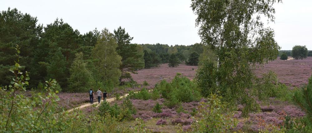 Die Weite der Heide ist einer der Hauptgründe, warum die Menschen hierher kommen. 