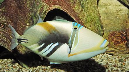 Bunter Typ. Der Picasso-Drückerfisch ist ein schwimmendes Kunstwerk.