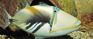 Bunter Typ. Der Picasso-Drückerfisch ist ein schwimmendes Kunstwerk.