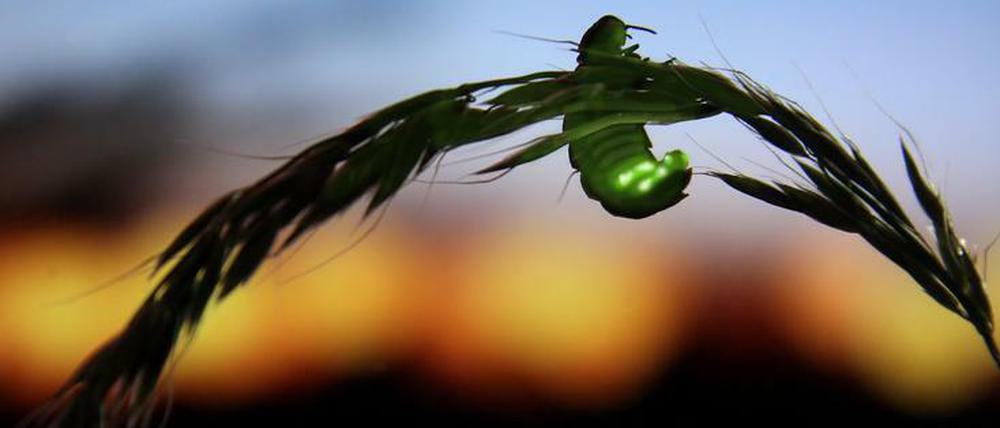 Lampyris noctiluca. Einen klangvolleren Namen für ein Glühwürmchen kann man sich kaum ausdenken. Doch diese Art und verwandte Spezies schaffen es zunehmend schlechter, gegen künstliches Licht anzuleuchten. Das bedeutet auch: weniger Sex, weniger Nachkommen - und das in Zeiten, in denen Insekten auch noch aus anderen Gründen immer weniger werden.