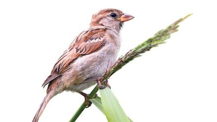 Von wegen Amsel, Drossel, Fink und Star: Keinen Vogel gibt es so häufig in Berlin wie den Spatz.