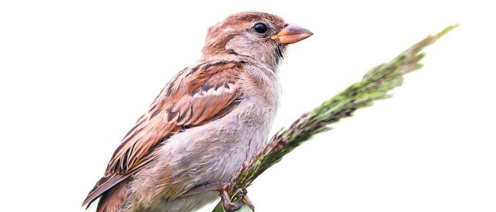 Von wegen Amsel, Drossel, Fink und Star: Keinen Vogel gibt es so häufig in Berlin wie den Spatz.