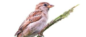 Von wegen Amsel, Drossel, Fink und Star: Keinen Vogel gibt es so häufig in Berlin wie den Spatz.