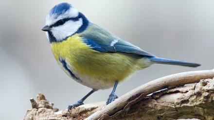 Gut zu identifizieren - und sicher auch deshalb regelmäßig unter den Top 3 der Wintervögel: die Blaumeise (Archivfoto aus dem Januar 2012 im brandenburgischen Sieversdorf, Oder-Spree).