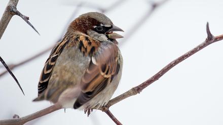 Ein Spatz sitzt auf einem Ast. 