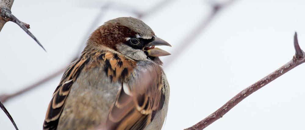 Ein Spatz sitzt auf einem Ast.