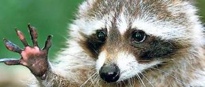 Winke, winke, Waschbär.