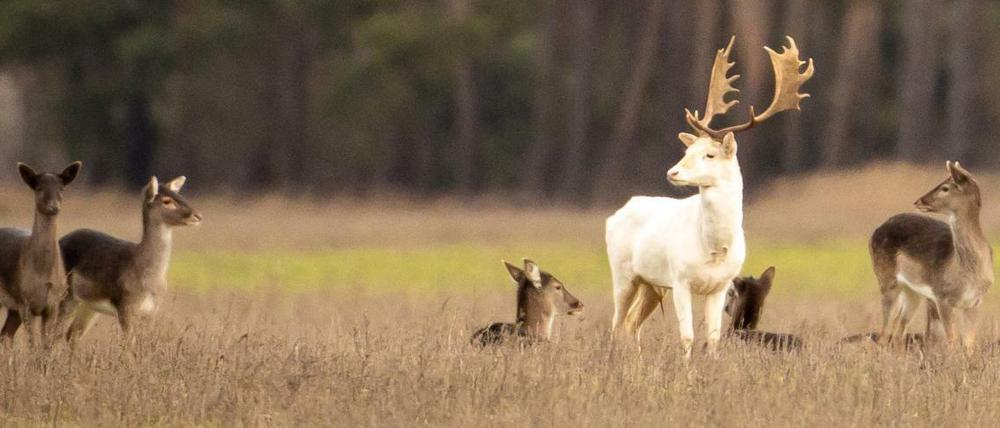 Diese Aufnahme gelang einem Berliner Hobbyfotografen vor einigen Tagen und zeigt den Hirsch mit mehreren Kühen.