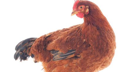 Was war zuerst da - Huhn oder Ei? Die Evolutionsbiologie hat festgestellt: Das Ei