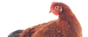 Was war zuerst da - Huhn oder Ei? Die Evolutionsbiologie hat festgestellt: Das Ei