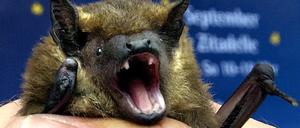 Forscher wollen mehr über Fledermäuse erfahren.