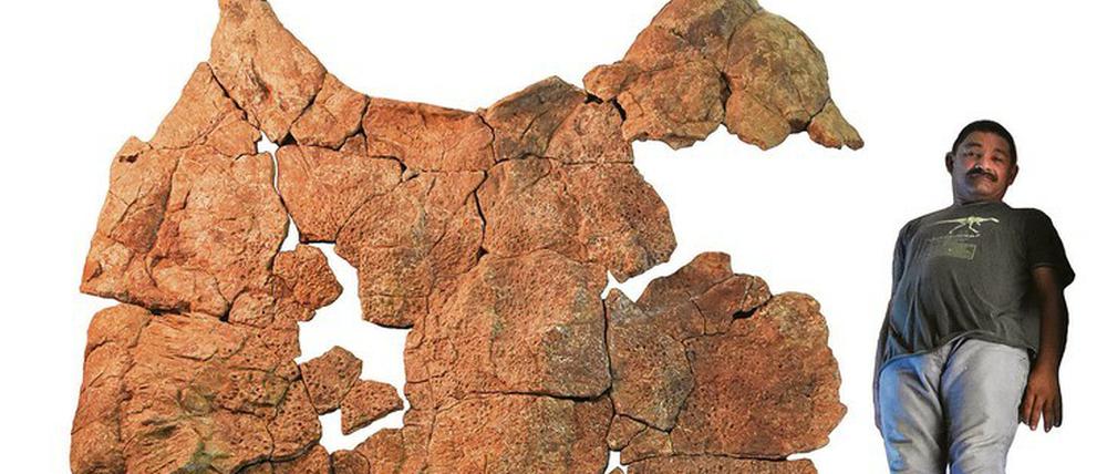 Schild-Patt. So funktioniert Selektion zum Riesenwuchs: Nur große Schildkröten konnten die Angriffe von Riesen-Krokodilen überleben.