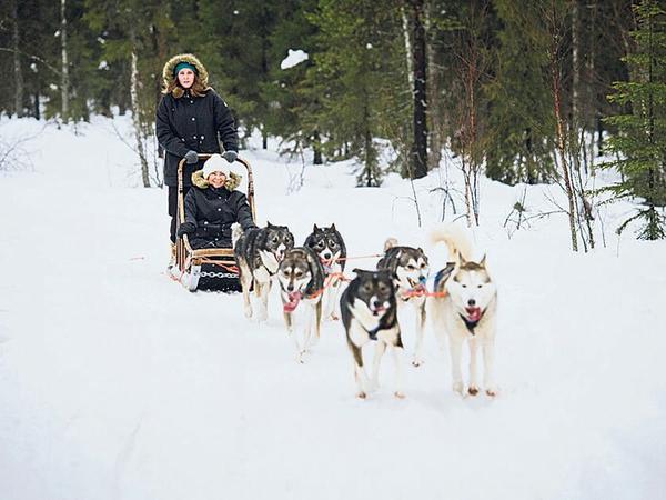 Vollgas mit sechs HS. Wer einen Husky-Schlitten lenkt, vergisst die kalten Füße.
