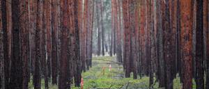 Ein Kiefernwald liegt auf dem künftigen Gelände der geplanten Tesla-Gigafactory. 