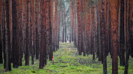 Wo die Gigafactory hin soll, muss der Wald weg.