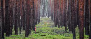 Wo die Gigafactory hin soll, muss der Wald weg.