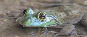 Der Ochsenfrosch.