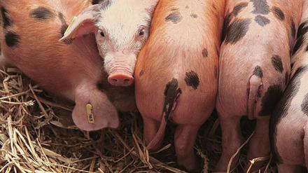 Das Nutztier Schwein dient wegen der Ähnlichkeit zum Menschen als Modellorganismus in der medizinischen Forschung. 