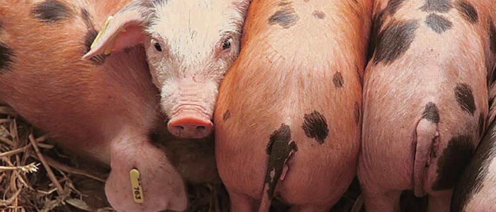 Das Nutztier Schwein dient wegen der Ähnlichkeit zum Menschen als Modellorganismus in der medizinischen Forschung.
