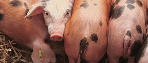 Das Nutztier Schwein dient wegen der Ähnlichkeit zum Menschen als Modellorganismus in der medizinischen Forschung. 