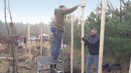 Auf dem Forschungsgelände im Berliner Grunewald (Bild oben und unten) wurden rund 800 Buchen gesetzt, die seit 2002 im Botanischen Garten herangezogen worden waren. Mehr als 50 Helferinnen und Helfer waren dem Aufruf gefolgt, sich am Aufbau eines Klimawaldes zu beteiligen.