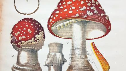 Der Fliegenpilz-Kupferstich stammt aus dem Jahr 1842. Zahlreiche Bände der Sammlung dokumentieren die historische Entwicklung der botanischen Illustration.  