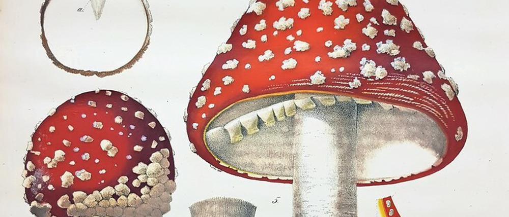 Der Fliegenpilz-Kupferstich stammt aus dem Jahr 1842. Zahlreiche Bände der Sammlung dokumentieren die historische Entwicklung der botanischen Illustration.