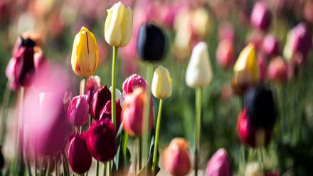 Keine Lust auf Blumen am Valentinstag? In Berlin gibt es genug kreative Alternativen.