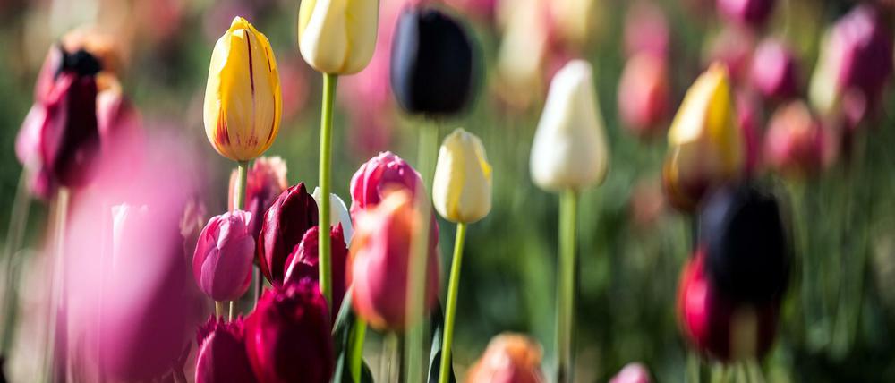 Keine Lust auf Blumen am Valentinstag? In Berlin gibt es genug kreative Alternativen.