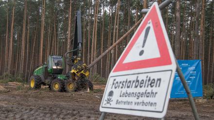 Erstmal gestoppt: Die Kiefern in Grünheide werden nicht weiter gefällt.