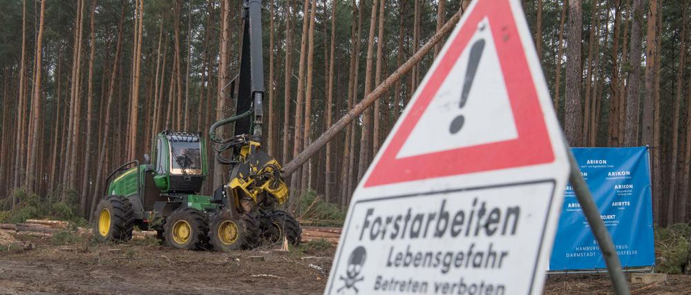 Erstmal gestoppt: Die Kiefern in Grünheide werden nicht weiter gefällt.